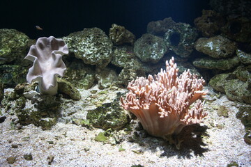 Aquarium plante sous marine 
