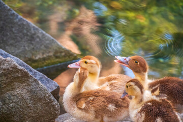 Cute little ducklings standing in a lake coast