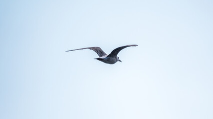 The European herring gull, Larus argentatus, flying in the clear blue sky.