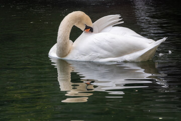 A graceful white swan swimming on a lake with dark green water. The white swan is reflected in the water