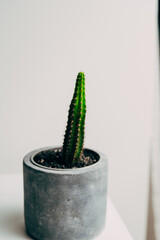 Beautiful healthy pole cactus in a concrete pot in an apartment - decoration