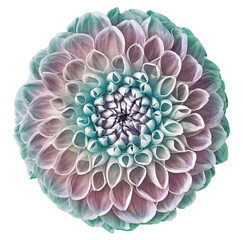 dahlia  turquoise-pink  flower, white isolated background. Closeup. For design. Nature.	
