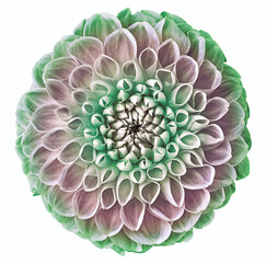 Green dahlia flower, white isolated background with clipping path.   Closeup.  no shadows.  For...