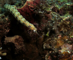 Obraz na płótnie Canvas A Schultz pipefish on corals Panagsama beach Cebu Philippines 