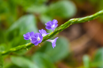 close up of a flower .Closeup View of  blooming spring flowers growing in wildlife. 