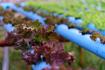 closeup to  young red coral salad in hydroponics system pipe