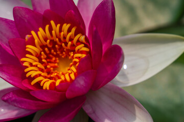 Close view of pink water lily.