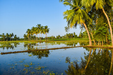 View of coconut tree plantation. Coconut tree in agriculture field.