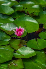 Close view of pink water lily.