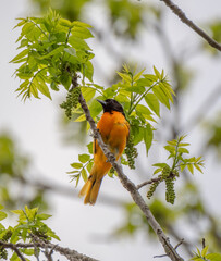 Male Oriole Baltimore bird in Michigan - USA