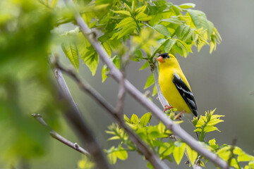Male American Goldfinch bird in Michigan - USA