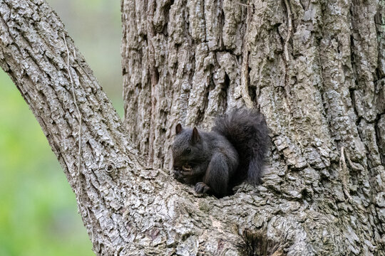 Black squirrel eating a nut sitting in a tree