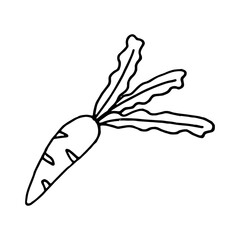  Vector illustration of carrot with leaves in doodle style