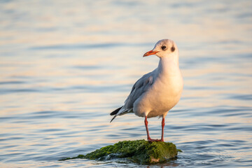 Seagull sits on stone cliff at the sea shore