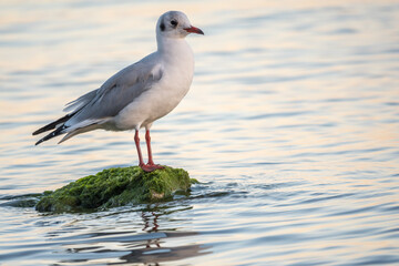 Seagull sits on stone cliff at the sea shore