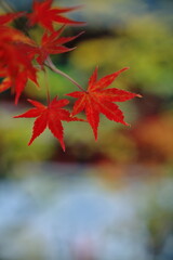 赤い葉をアップで