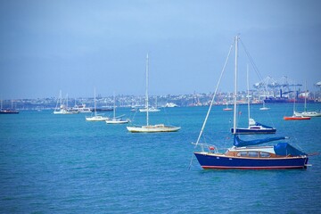 Fototapeta premium Auckland 
