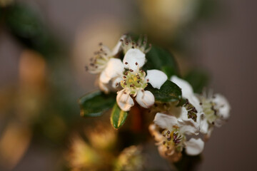 White bush flower blossom close up background cotoneaster dammeri family rosaceae botanical high quality big size print