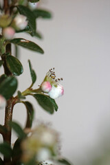 White bush flower blossom close up background cotoneaster dammeri family rosaceae botanical high quality big size print