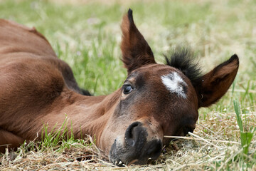 Newborn foal lying down in the pasture. Closeup of a brown baby horse relaxing in the field.
