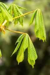 Green Chestnut Leaves in beautiful light. Spring season, spring colors.