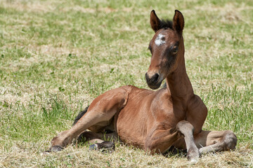 Newborn filly foal horse lying down in the pasture