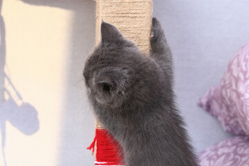 A small gray kitten climbs a homemade scratching post made of rope and a rack. Sharpens claws, scratches furniture. Cat toys.