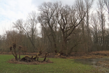 kahler Baum