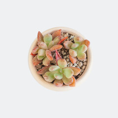 Spica echeveria succulent plant isolated on white background , top view