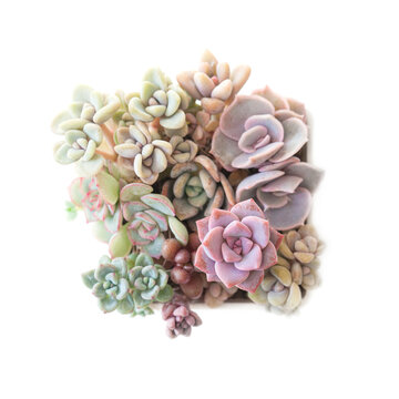Echeveria Lilacina, pink Graptoveria debbie, echeveria Esther, graptopetalum paraguayense, graptosedum bronze and sedum stalii on white, top view