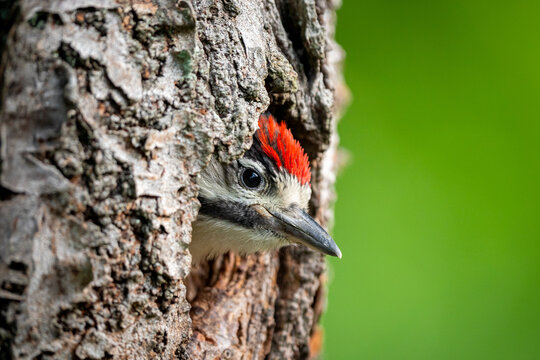 Buntspecht K&uuml;ken