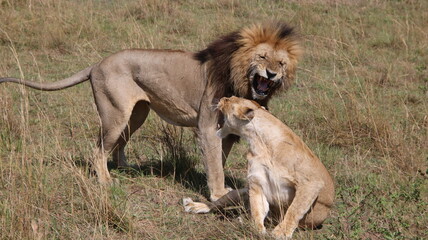 Obraz na płótnie Canvas Pair of lions in Masai Mara. Kenya.Africa