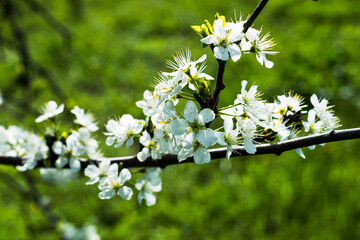 flowering plum branches in the garden in spring