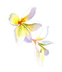 White yellow tropical flowers watercolor isolated on white background botanical illustration for all prints. Floral pattern.