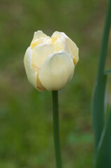 Yellow tulip, close up shot