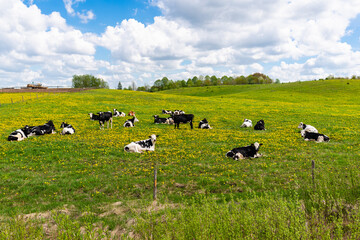 Black and white cows in a grassy field on a bright and sunny day. Cows lying on green grass.Rural farmer concept.