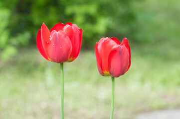 Obraz premium Red tulip, close up shot