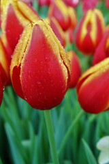 red and yellow tulips