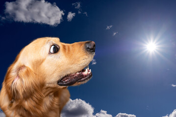 Golden retriever dog mouth open sitting on blue sky sun day.golden labrador portrait.Closeup.Side view.