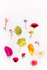 spring flowers on the white background