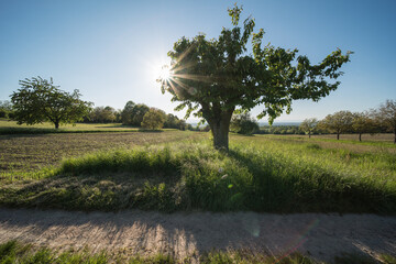 landscape in southwest Germany in the evening sun.