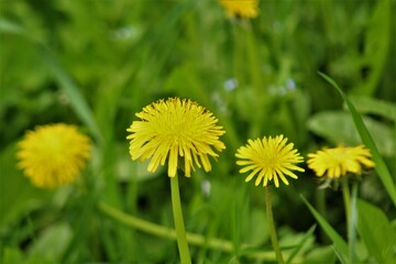 dandelion in the grass