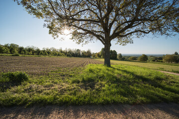 landscape in southwest Germany in the evening sun.
