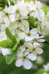 apple tree flowers