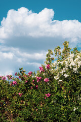 Nerium oleander. Mediterranean shrub with pink and white flowers grown in a garden. Background with cloudy sky.