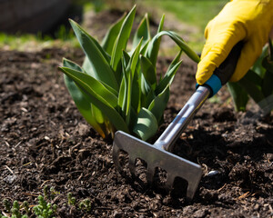 The grower spuds strawberry plants with a rake. Work in the garden © Михаил Решетников