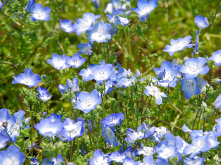 Nemophila_1