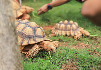 stone turtle feeding in home caring of animal with people