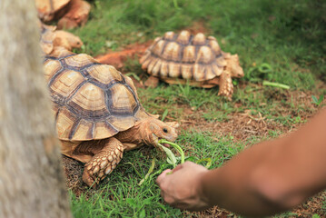 stone turtle feeding in home caring of animal with people
