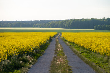 Road in between Canola flowers fields at sunset